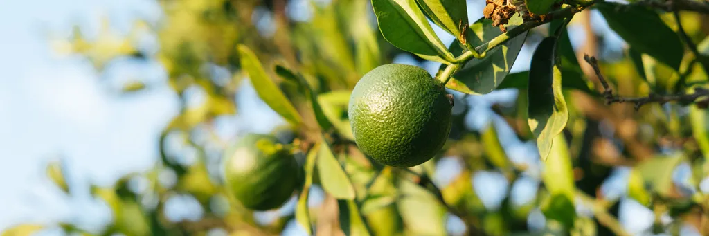 Greening exige prevenção e monitoramento dos pomares