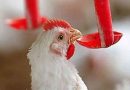Os cuidados com o conforto térmico das aves