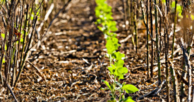 COP30: Brasil avança com produção de soja baixo carbono e sistemas de produção mais resilientes às mudanças climáticas COP30: Brasil avança com produção de soja baixo carbono e sistemas de produção mais resilientes às mudanças climáticas