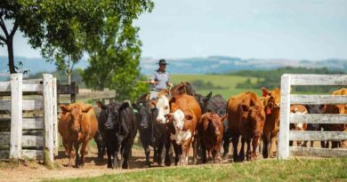 “Show Rural”: novas raças e soluções darão impulso à área pecuária
