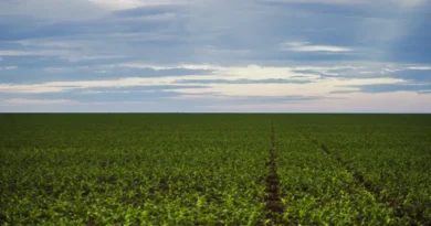 Fazenda estuda Fundo Garantidor para dívidas rurais Fazenda estuda Fundo Garantidor para dívidas rurais