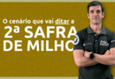 Milho 25/26: quatro contrastes que estão definindo a 2ª Safra