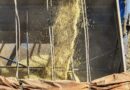 Orientações sobre vazio sanitário e calendário de semeadura da soja 26/27 Orientações sobre vazio sanitário e calendário de semeadura da soja 26/27