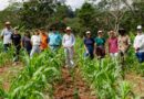 Projeto agroflorestal avança e amplia produção sustentável no Interior do Paraná