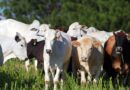 Paraná defende revisão de decisão da União Europeia sobre proibição da compra de carnes brasileiras a partir de setembro