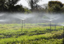 Frio e geadas exigem atenção no plantio de mudas, alerta Instituto Água e Terra Frio e geadas exigem atenção no plantio de mudas, alerta Instituto Água e Terra