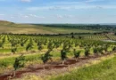 A fazenda que representa um projeto estratégico de cooperativa do Norte do PR
