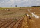 Comissão vai debater regras para contratação de trabalhador agrícola safrista; comissão aprova regras para incentivar produção sustentável de tilápias Comissão vai debater regras para contratação de trabalhador agrícola safrista; comissão aprova regras para incentivar produção sustentável de tilápias