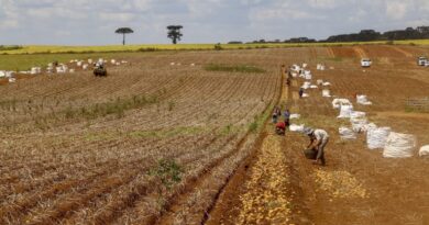 Comissão vai debater regras para contratação de trabalhador agrícola safrista; comissão aprova regras para incentivar produção sustentável de tilápias