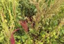 Como avanço do caruru-roxo exige nova postura no manejo da planta daninha Como avanço do caruru-roxo exige nova postura no manejo da planta daninha