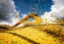 Conab estima safra de grãos de 360,8 milhões de toneladas em 2025/26 Conab estima safra de grãos de 360,8 milhões de toneladas em 2025/26